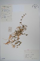 藏品(半邊蓮、鐮磨仔草)的圖片