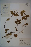 藏品(忍冬、金銀花)的圖片