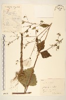 藏品(豨簽)的圖片