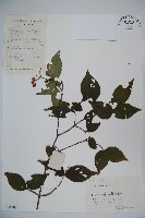 藏品(松田氏莢迷、宜昌莢迷)的圖片