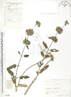 藏品(灰葉蕕)的圖片