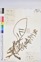 藏品(大戟)的圖片