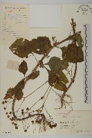 藏品(下田菊)的圖片