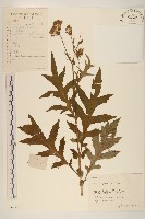 藏品(三七草)的圖片