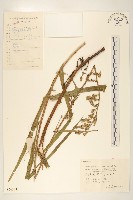 藏品(多裂翅果菊)的圖片