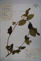 藏品(忍冬、金銀花)的圖片