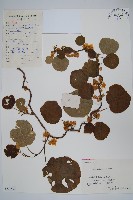 藏品(獼猴桃、奇異果)的圖片