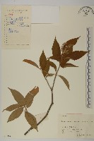 藏品(薄葉榿葉樹)的圖片