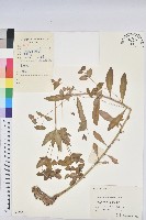 藏品(狼毒大戟)的圖片