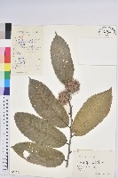 藏品(板栗)的圖片