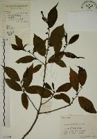 藏品(鈍齒鼠李)的圖片