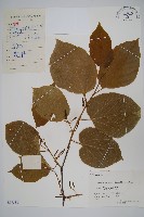 藏品(八角楓)的圖片