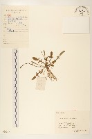 藏品(齒緣苦實)的圖片