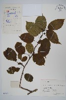 藏品(軟棗獼猴桃)的圖片