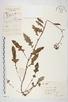 藏品(黃鵪菜)的圖片