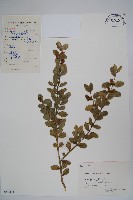 藏品(黃楊)的圖片