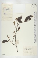 藏品(烏柿)的圖片