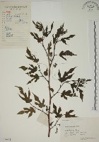 藏品(小桑樹)的圖片