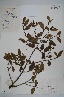 藏品(茶果冬青)的圖片