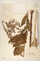 藏品(山萵苣)的圖片