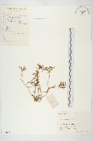 藏品(垂盆草)的圖片