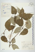 藏品(四照花)的圖片