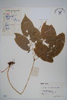 藏品(光葉淫羊藿)的圖片