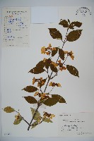 藏品(蝴蠂莢迷)的圖片