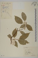 藏品(過山楓)的圖片