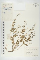 藏品()的圖片