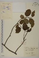 藏品(灰葉南蛇藤)的圖片