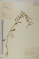 藏品(牡蒿)的圖片