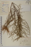 藏品(黃蒿)的圖片