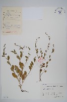 藏品(附地菜)的圖片