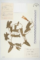 藏品(篱打碗花)的圖片