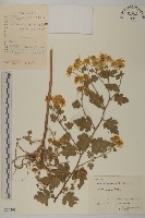 藏品(油菊、野菊)的圖片
