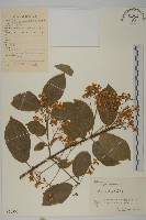 藏品(厚葉衛矛, 源一木)的圖片