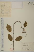 藏品(哥蘭葉)的圖片