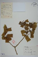 藏品(枸骨)的圖片