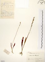 藏品(綬草)的圖片