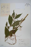 藏品(牛膝)的圖片
