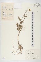 藏品(山柳菊)的圖片