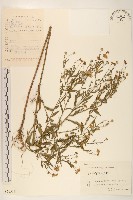 藏品(全葉馬蘭)的圖片