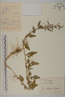 藏品(藜、灰藜)的圖片