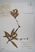 藏品(濠豬刺)的圖片