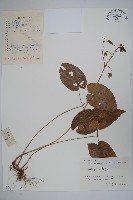 藏品(光葉淫羊藿)的圖片