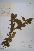 藏品(廬山小檗)的圖片