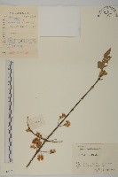 藏品(西南衛矛)的圖片