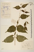 藏品(佩蘭、澤蘭)的圖片