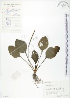 藏品(車前草)的圖片